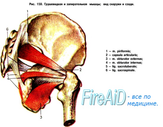 Obturatorius externus мышца