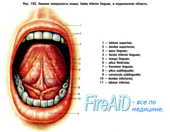 Анатомия языка и полости рта