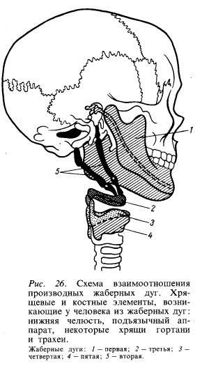 Анатомия: Скелет головы