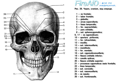 Кости лица и черепа