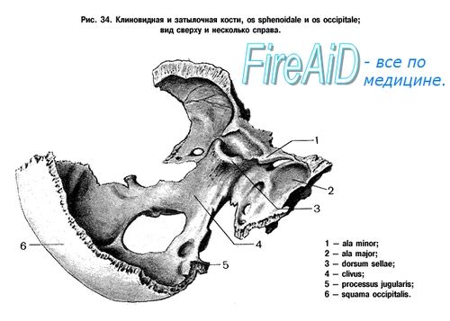 Анатомия: Клиновидная кость вместе с затылочной костью