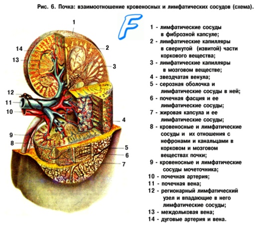 Внутрикостные артерии. Артерии связок. Артерии головного мозга.