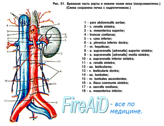 Мочеточник у мужчин фото