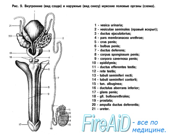 Анатомия : Бульбоуретральные железы. Предстательная железа ...