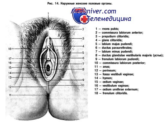 Анатомия наружных женских половых органов