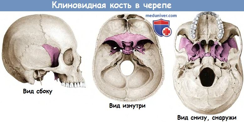 Анатомия: Клиновидная кость - положение в черепе