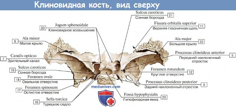 Анатомия: Клиновидная кость, вид сверху