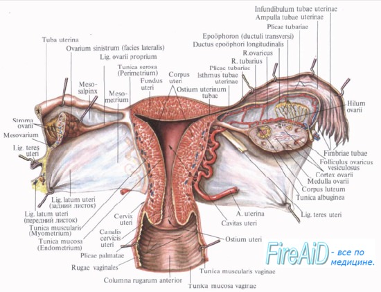 Эстрогенные гормоны, прогестерон и их действие на матку при родах.