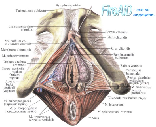 Анатомия : Женский мочеиспускательный канал. Строение ...
