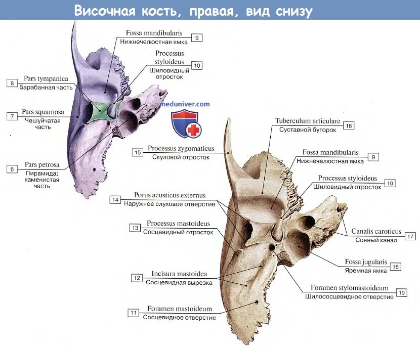 Анатомия височной кости