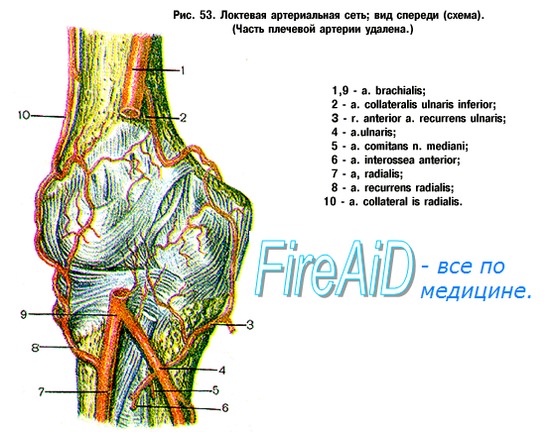 Локтевая артериальная сеть схема