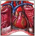 анатомия сердечно-сосудистой системы человека