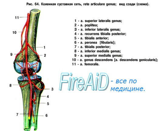 Коленная сеть артерии схема