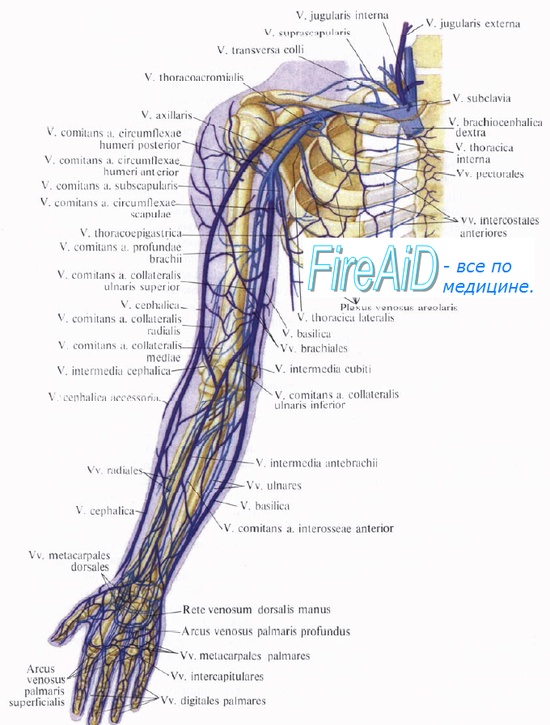 Анатомия: Вены верхней конечности. Поверхностные ( подкожные ) и ...