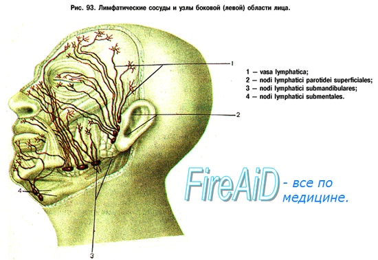 Лимфа лица схема