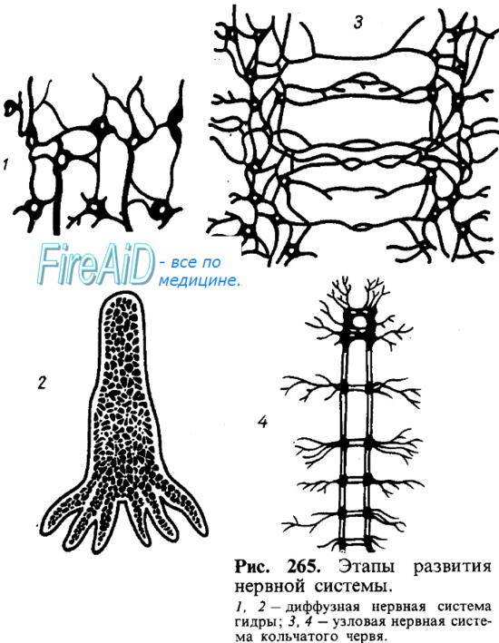 Развитие нервной системы. Филогенез нервной системы.