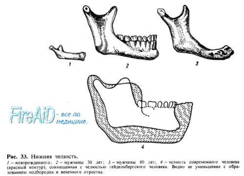 Анатомия: Нижняя челюсть