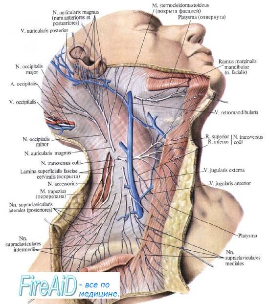 Анатомия нервов шеи - шейного сплетения