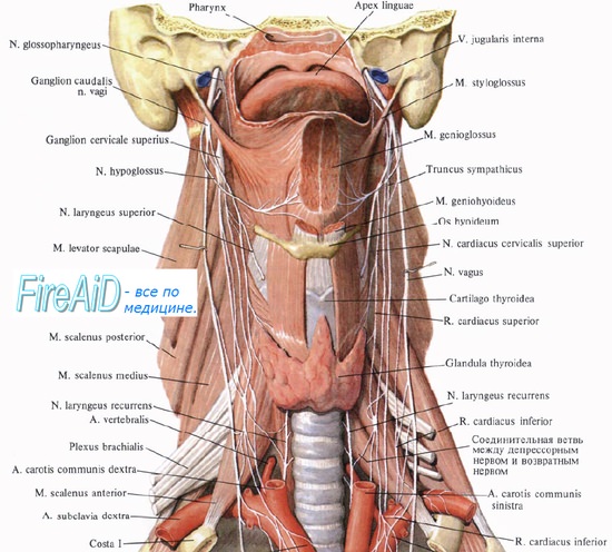 Анатомия подъязычного нерва