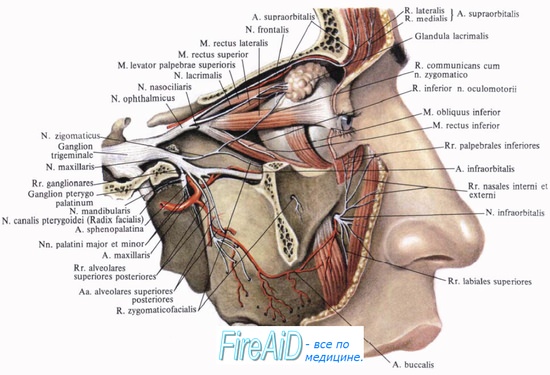 анатомия тройничного нерва