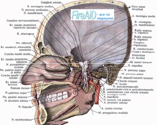 Тройничный нерв ( V пара ), n. trigeminus. Пятая пара черепных нервов.