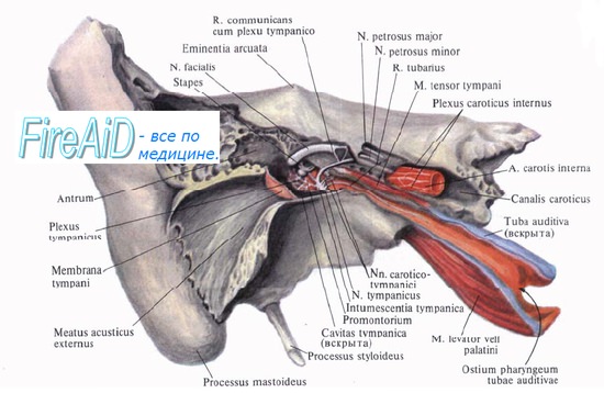 Анатомия вестибуло-кохлеарного нерва (слухового и вестибулярного нерва