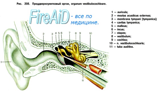 Периферическая часть слуховой системы. Функция наружного уха. Ототопика.