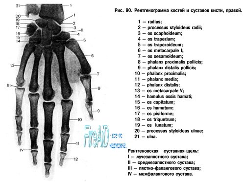 Рентгенологическая анатомия лучезапястного сустава и суставов кисти