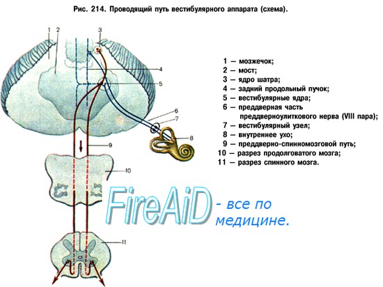 Преддверно-улитковый орган, organum vestibulocochleare. 