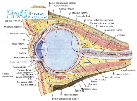 Анатомия глаза человека — подробное строение