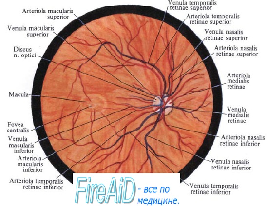 Сетчатка, сетчатая оболочка, retina.