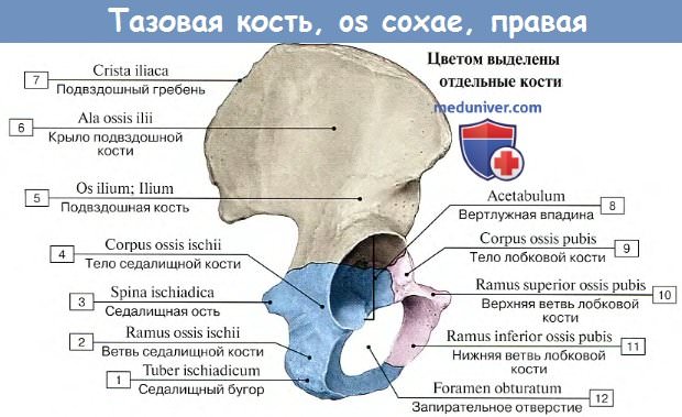 Анатомия женских половых органов. Женский таз.