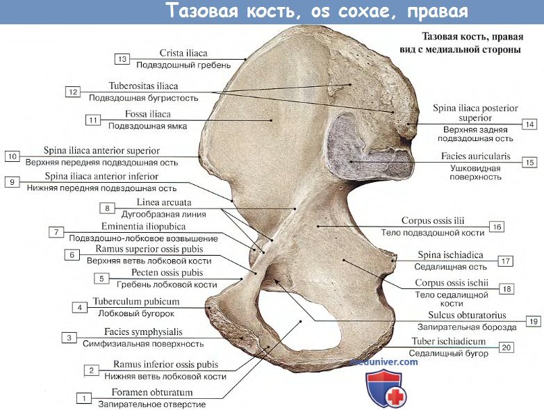 Анатомия тазовой кости - пояса нижней конечности