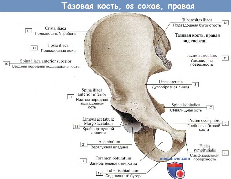 Нижняя подвздошная кость. Кости таза анатомия медунивер. Седалищная кость анатомия. Тазовая кость анатомия человека. Подвздошная кость анатомия строение.