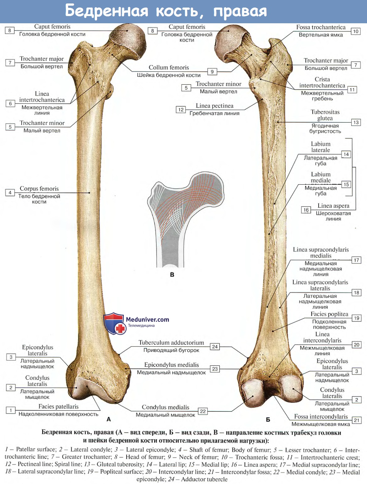 Анатомия : Бедренная кость