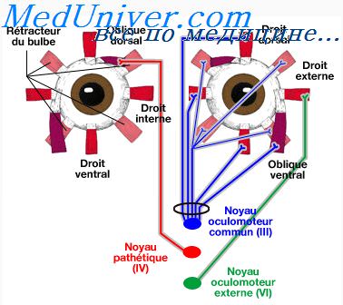 глазодвигательный нерв