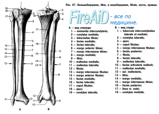анатомия костей голени - большеберцовая и малоберцовая кости
