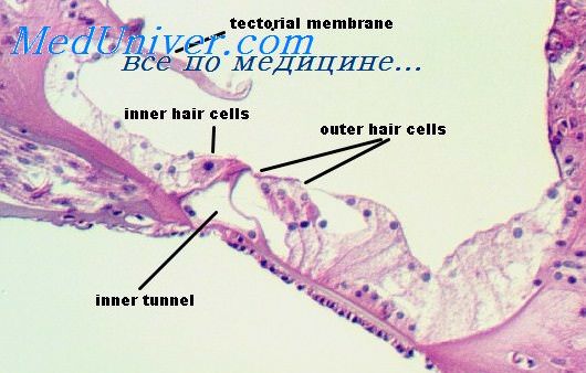мембрана улитки
