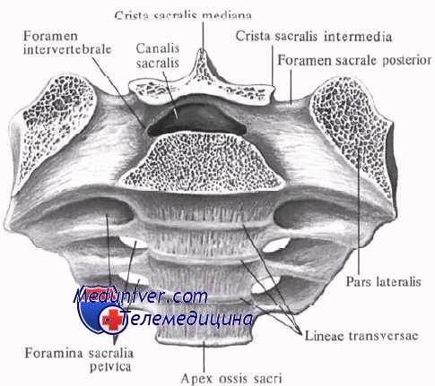 Хирургическая анатомия позвоночника и спинного мозга thumbnail