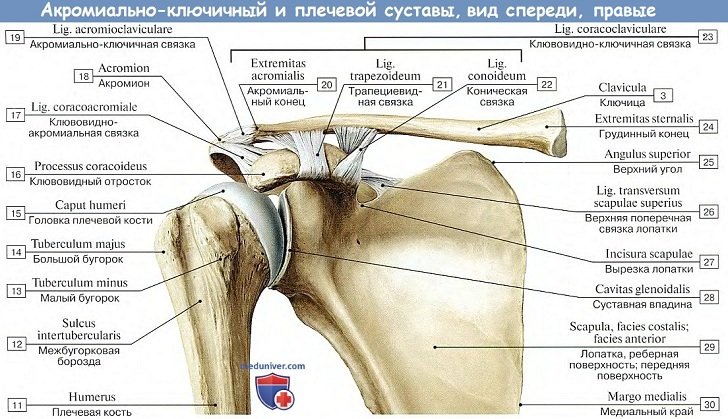 Анатомия: Акромиально-ключичный сустав