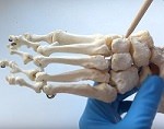 анатомия человека на видео