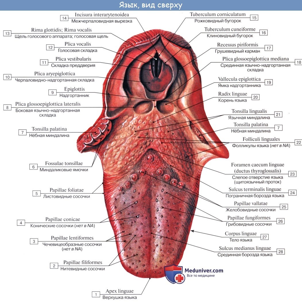 anatomia iazika 1a