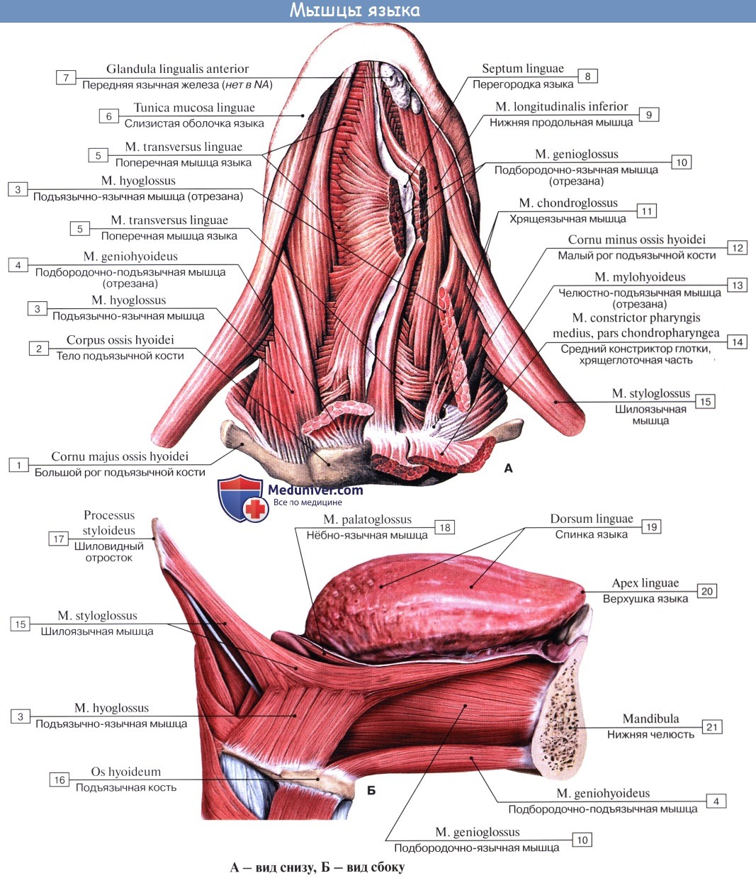 anatomia iazika 7a