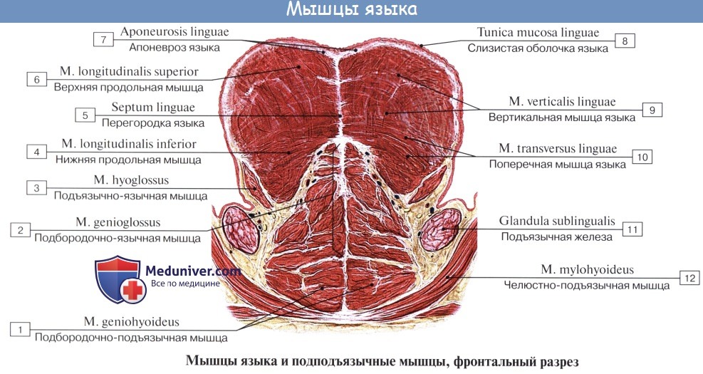 anatomia iazika 8a