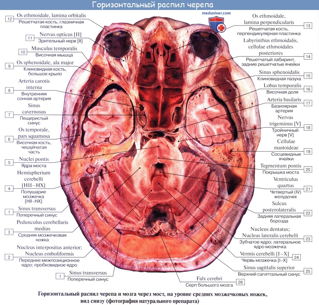 anatomia mozgechka 10a