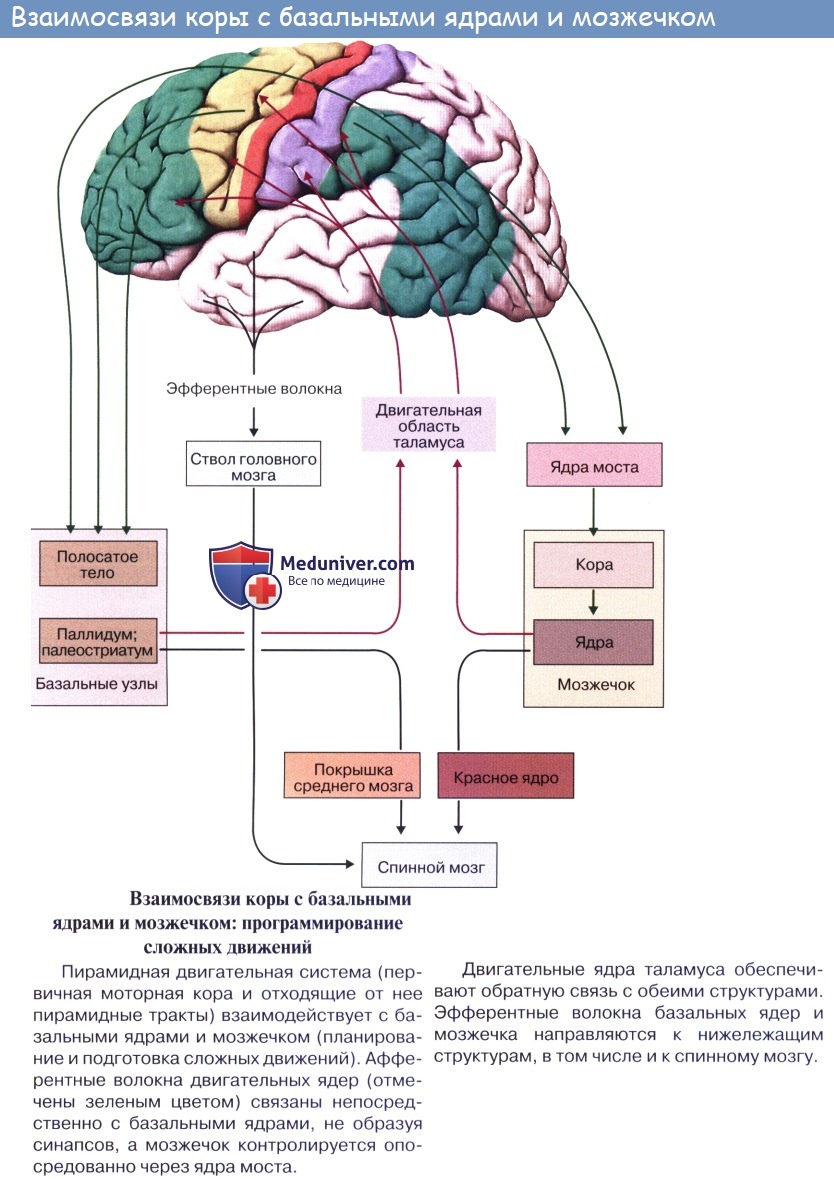 Анатомия: Мозжечок, cerebellum. Строение мозжечка