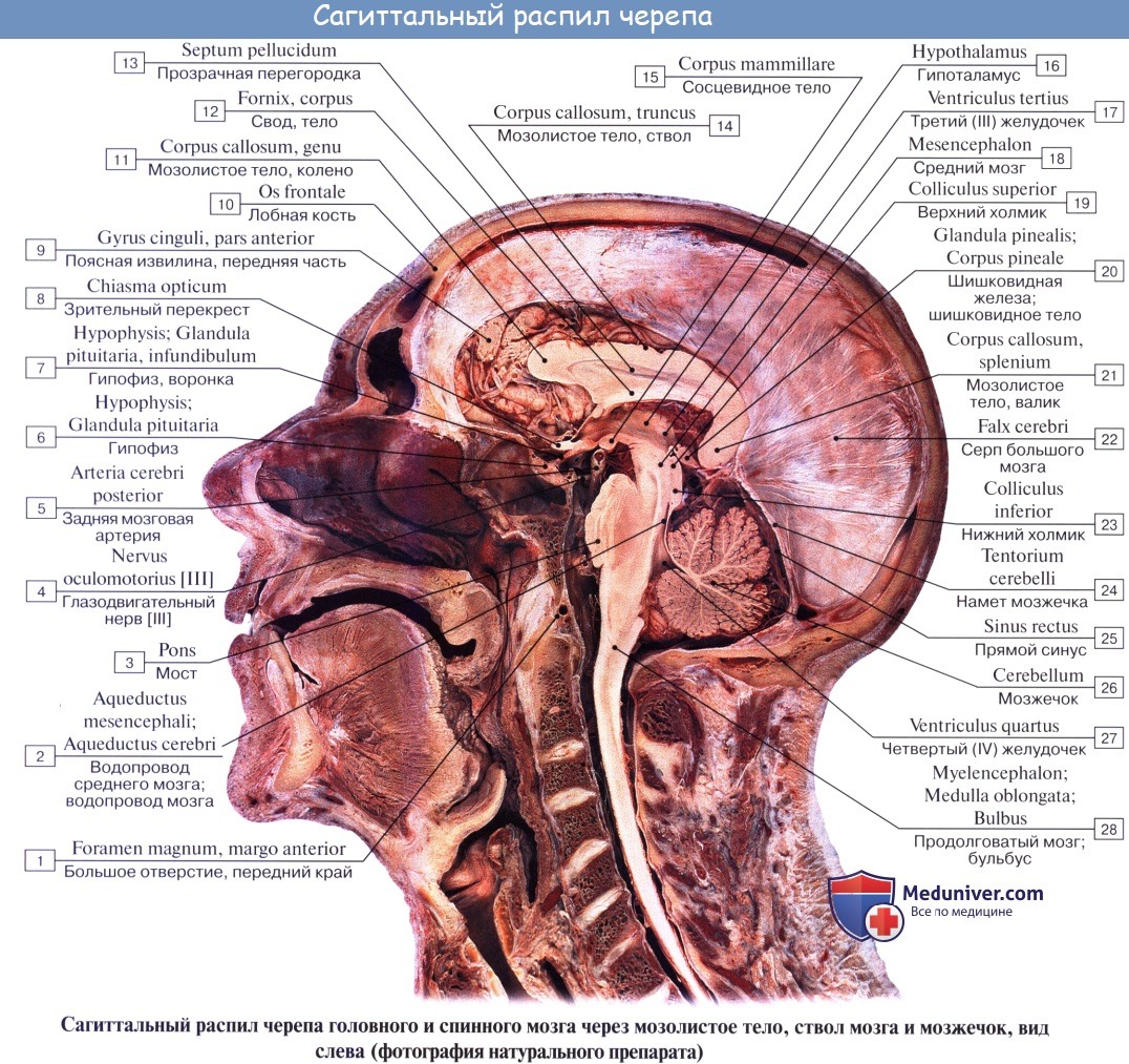 anatomia mozgechka 16a