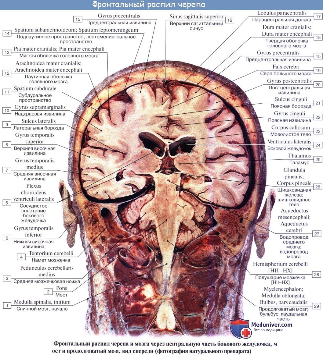 anatomia mozgechka 17a