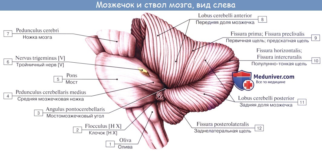 Анатомия: Мозжечок, cerebellum. Строение мозжечка