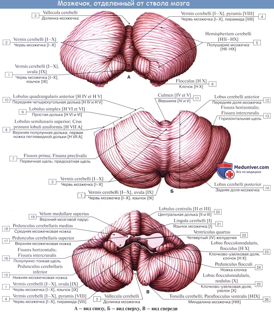anatomia mozgechka 3a